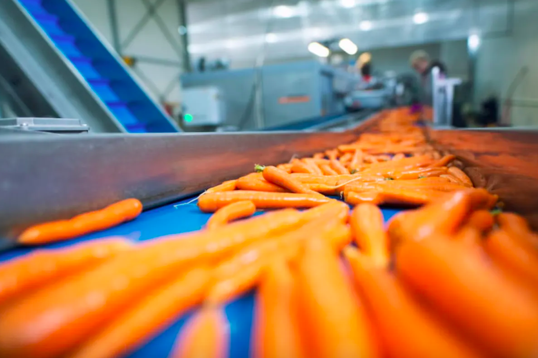 carrot production line